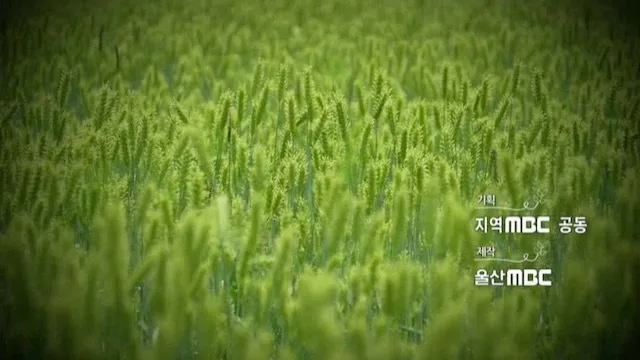 다큐 농업이 미래다 신한류 K-fresh[MBC 2019.09]